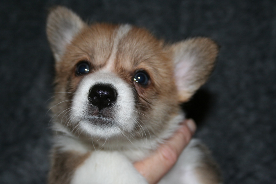 Puppies